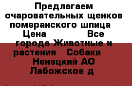 Предлагаем очаровательных щенков померанского шпица › Цена ­ 15 000 - Все города Животные и растения » Собаки   . Ненецкий АО,Лабожское д.